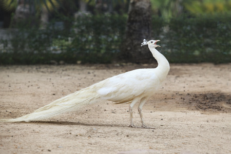 white indian peacock pheasant on soil groundの写真素材