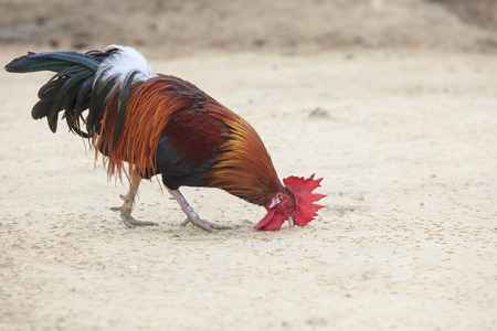 thai domestic little male cock eating rice paddy  on ground 