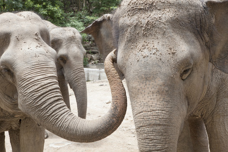 close up head of thai elecphantの写真素材