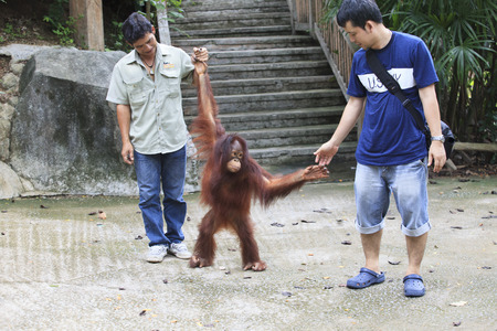 CHOLBURI THAILAND - JUNE13 : unidenftify visitor playing with Borneo Orangutan  in Khaow Kheow open zoo eastern of thailand on june13,2014 in Cholburi Thailand のeditorial素材