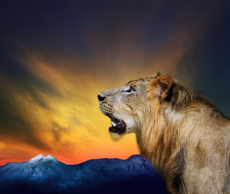 side view close up head shot of young lion roar against beautiful dusky sky and rock mountain use for natural wild life and animals themeの写真素材