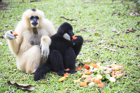 gibbon on ground eating fruitの写真素材