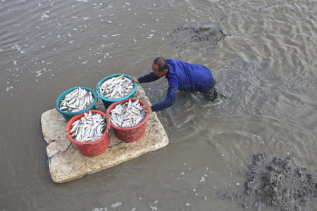 SAMUTHPRAKARN THAILAND - AUGUST 31   unidentified man carrying fresh fish from his fishery boat by slidy on mud flat  on august 31 ,2014 in Samuthprakarn province middle of Thailand のeditorial素材