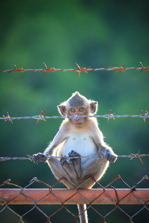 little monkey climbing on steel fence