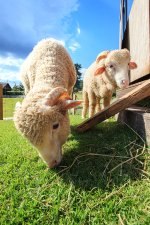 close up face of merino sheep eating green grass in ranch field farmの写真素材