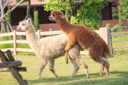 brown and light brown llama alpacas mating in ranch farm fieldの写真素材