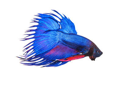 blue crown tail thai fighing fish betta prepare to fight isolated white backgroundの写真素材