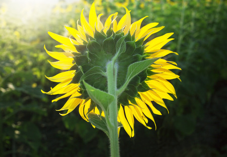 close up of rear veiw sunflowers blooming against morining light in plantation fieldの写真素材