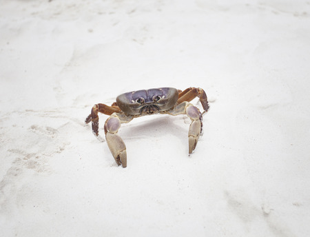 poo kai crab on white sand beach of tachai island similan national park southern of thailand for natural sceneの写真素材