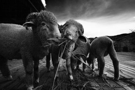 merino sheep eating ruzi grassの写真素材