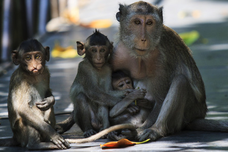 monkey family