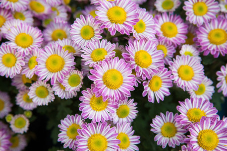 close up pink and yellow chrysanthemums daisy flowers  use as flora and bud petal background,backdorpの写真素材