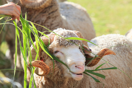 hand feeding ruzi grass for merino sheep in farmの写真素材