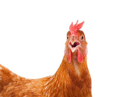 head of chicken hen shock and funny surprising isolated white backgroundの写真素材