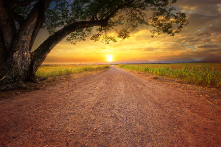 land scape of dustry road in rural scene and big rain tree plant against beautiful sunset sky use for natural backgroundの写真素材