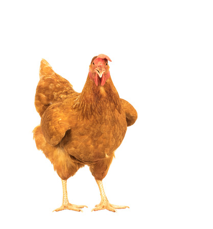 close up portrait full body of brown female eggs hen standingの写真素材