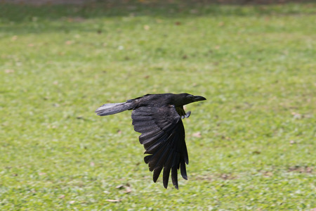 flying black crow birds over green grass field