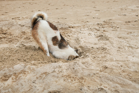dog head in sand beach like ostrich shame and fearの写真素材