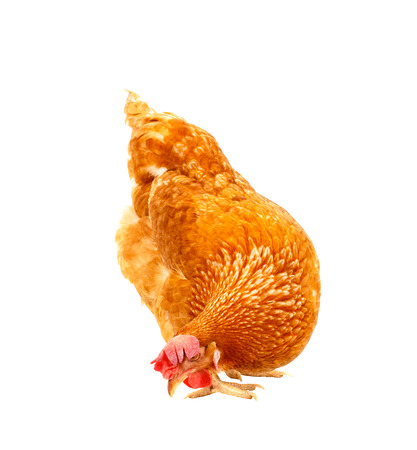 close up chicken hen eating something isolated white backgroundの写真素材