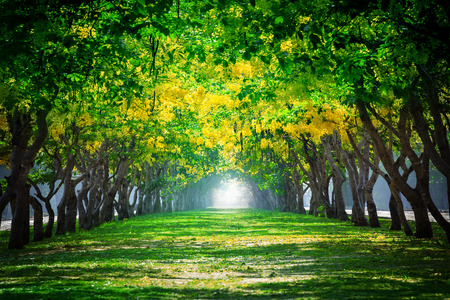 fresh and green beautiful of summer blooming yellow flowers tunnel in park , Golden shower,Cassia fistula,perspective land scape use for natural background,backdropの写真素材
