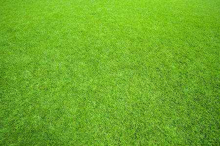 pattern of green grass field use as background,backdrop,natural texture