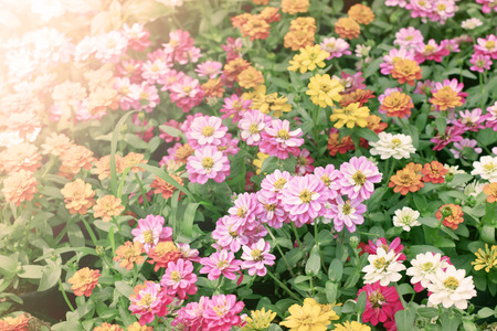 beautiful flowers bed in garden with flare lightの写真素材