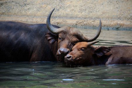 lovely face of mother and young kid wild african buffalo in water poolの写真素材