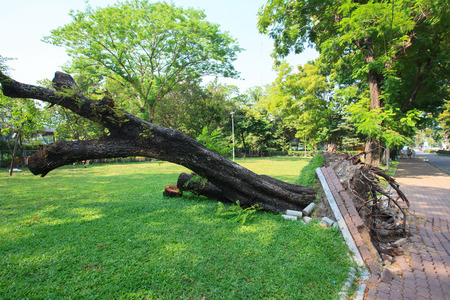 uprooted tree in parkの写真素材