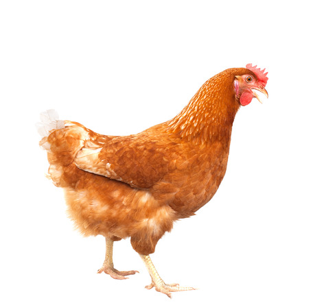 full body of brown chicken hen standing isolated white background use for farm animals and livestock themeの写真素材