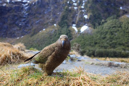 kea bird in milford sound fjord land national park of south island new zealandの写真素材