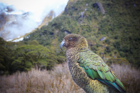 close up beautiful color feather ,plumage of kea birds with blur background ,kea important animals sign of south island of new zealandの写真素材