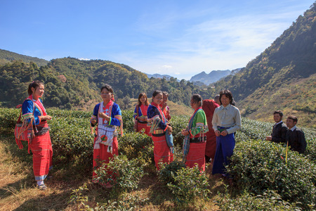 CHIANGMAI THAILAND - JAN10 : dara-ang hill tribe people harvesting tea leaves from tea plantation comunity field on january 10 , 2016 in chiangmai thaialndのeditorial素材