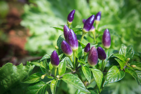 fresh purple   chilli in agricuture plantation field