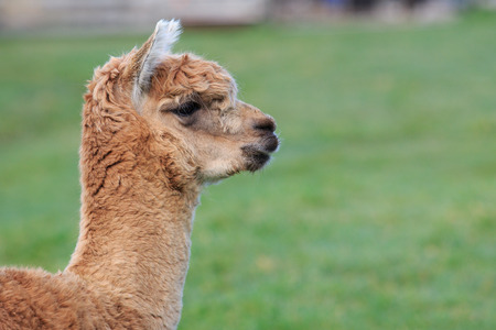 close up head shot of brown alpaca in green fieldの写真素材