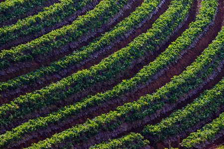 strawberry plantation field in agricultural areaの写真素材