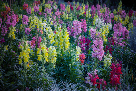 beautiful winter flower plant blooming in plantation chiangmai northern of thailandの写真素材