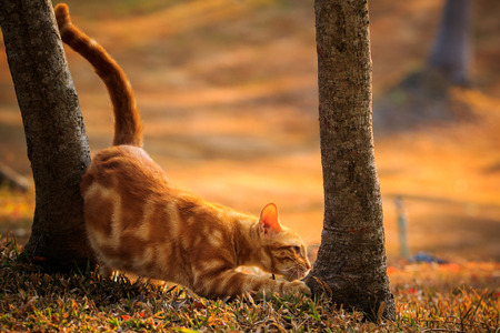 domestic orange fur cat relaxing in park with beautiful morning ligh