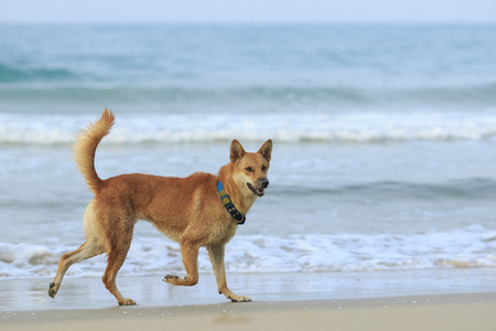 dog ,pet running at sea beachの写真素材