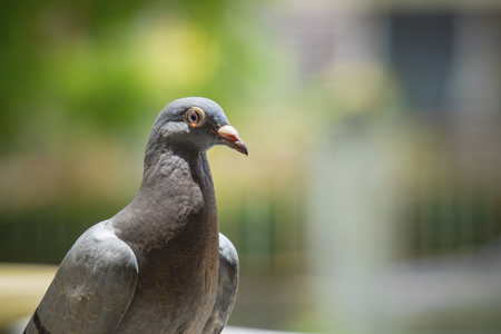 close up pigeon birds with blurry backgroundの写真素材