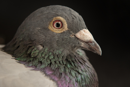 close up side view beautiful head shot of speed racing pigeon bird on gray backgroundの写真素材