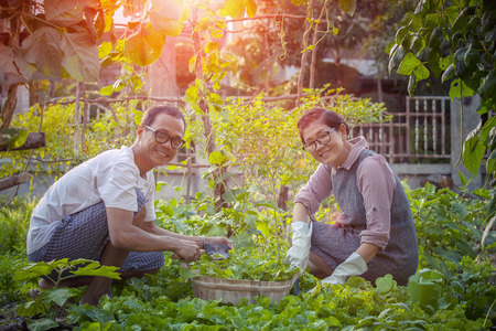 asian man and woman relaxing and harvesting organic vegetable  in home gardening の写真素材