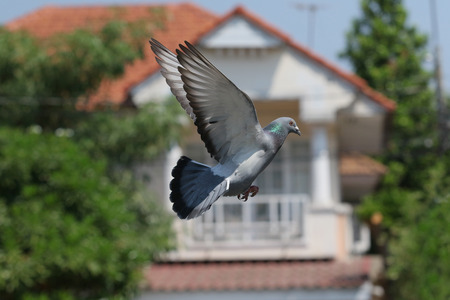 flying mid air of pigeon bird against green environmentの写真素材