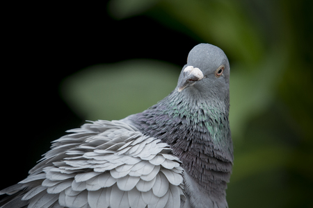 close up head shot and face of pigeon bird against natual green blur backgroundの写真素材