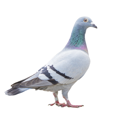 close up fulll body of speed racing pigeon bird isolate white backgroundの写真素材