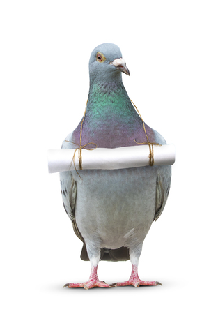 full body of pigeon bird and paper letter message hanging on breast for communication themeの写真素材