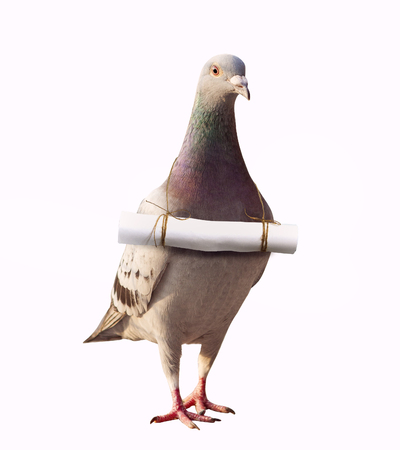 pigeon bird and papoer letter message mail on neck for abstract of media and press senderの写真素材