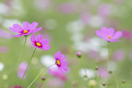beautiful pink cosmos flower against natural green blur backgroundの写真素材