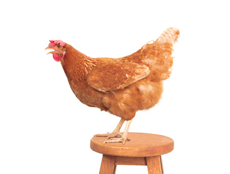 full body of brown chicken standing on wood desk isolated white backgroundの写真素材