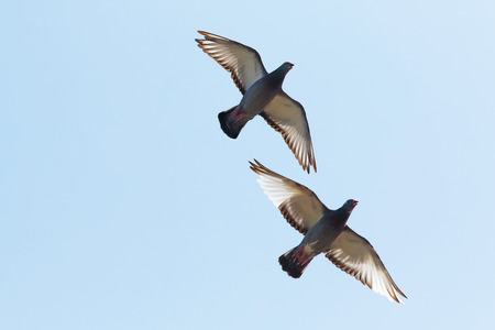 upper wing of homing pigeon bird flying against clear blue skyの写真素材