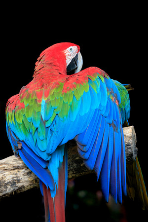 beautiful colorful feather of scarlet macaws bird perching on  dry branchの写真素材